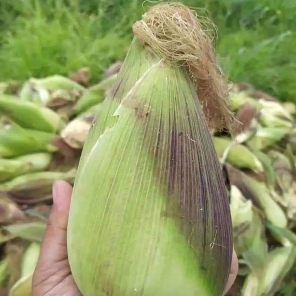 Hạt giống bắp nếp nù ,ngô nếp nù(100gr)