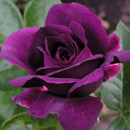 Hạt Hoa Hồng Tím Giống. Túi 10 Hạt Loại Chất Lượng Cao.