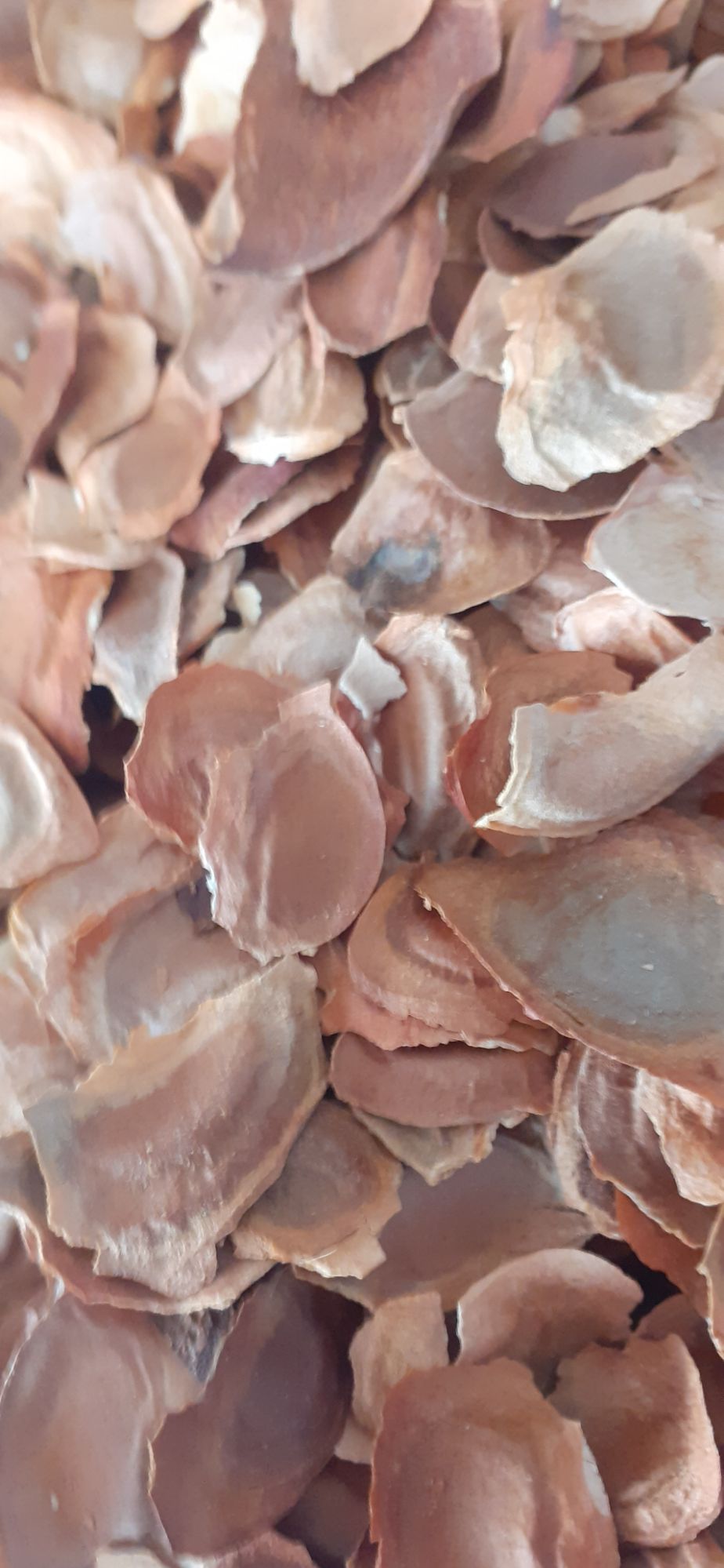 200 gram hạt xà cừ