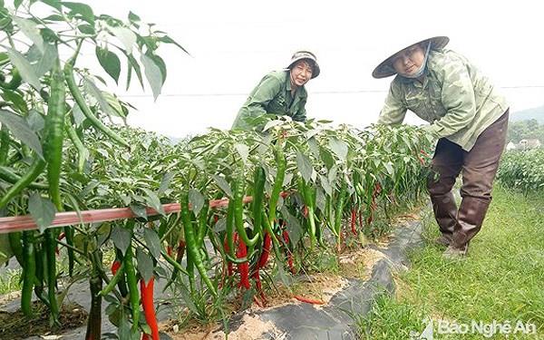 [Lấy mã giảm thêm 30%] Gói Hạt Giống Ớt Hàn Quốc
