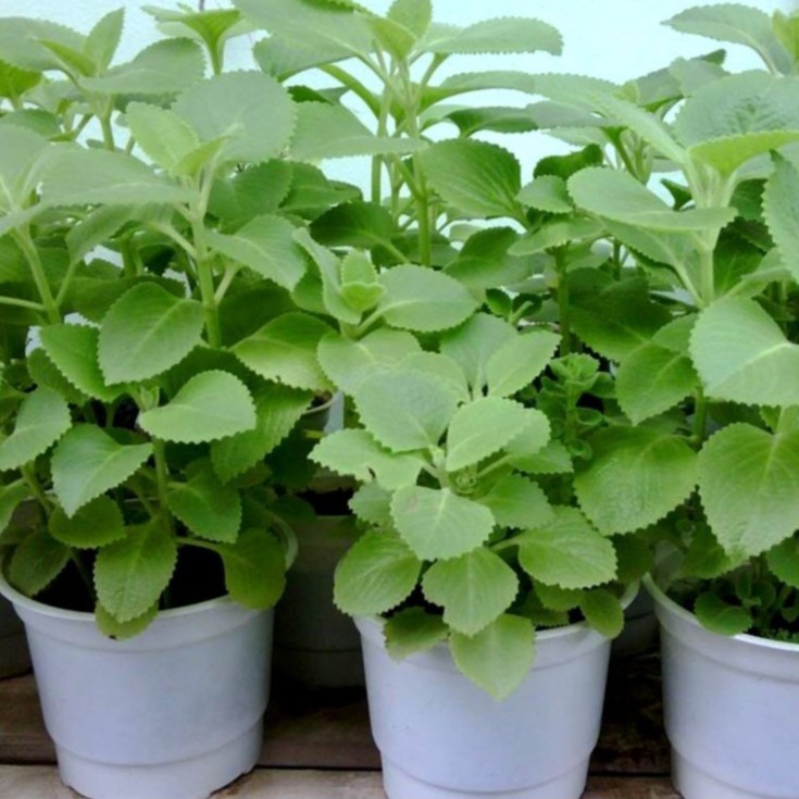 5 cây giống húng chanh