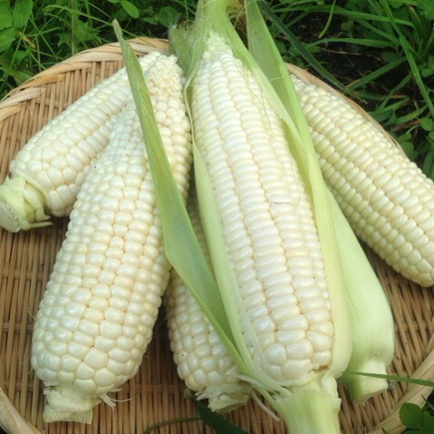 [HCM]Hạt giống HN bắp nếp nù gói 50gr
