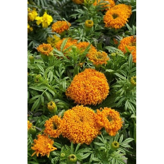 Hạt Giống Cúc Vạn Thọ Châu Phi - African Marigold - 50 Hạt