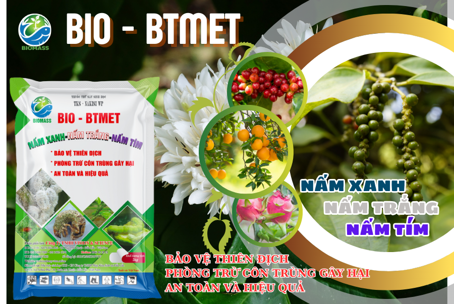 Bio-btmet nấm 3 màu: vi nấm kí sinh diệt trừ sâu rầy, côn trùng gây hại cây trồng