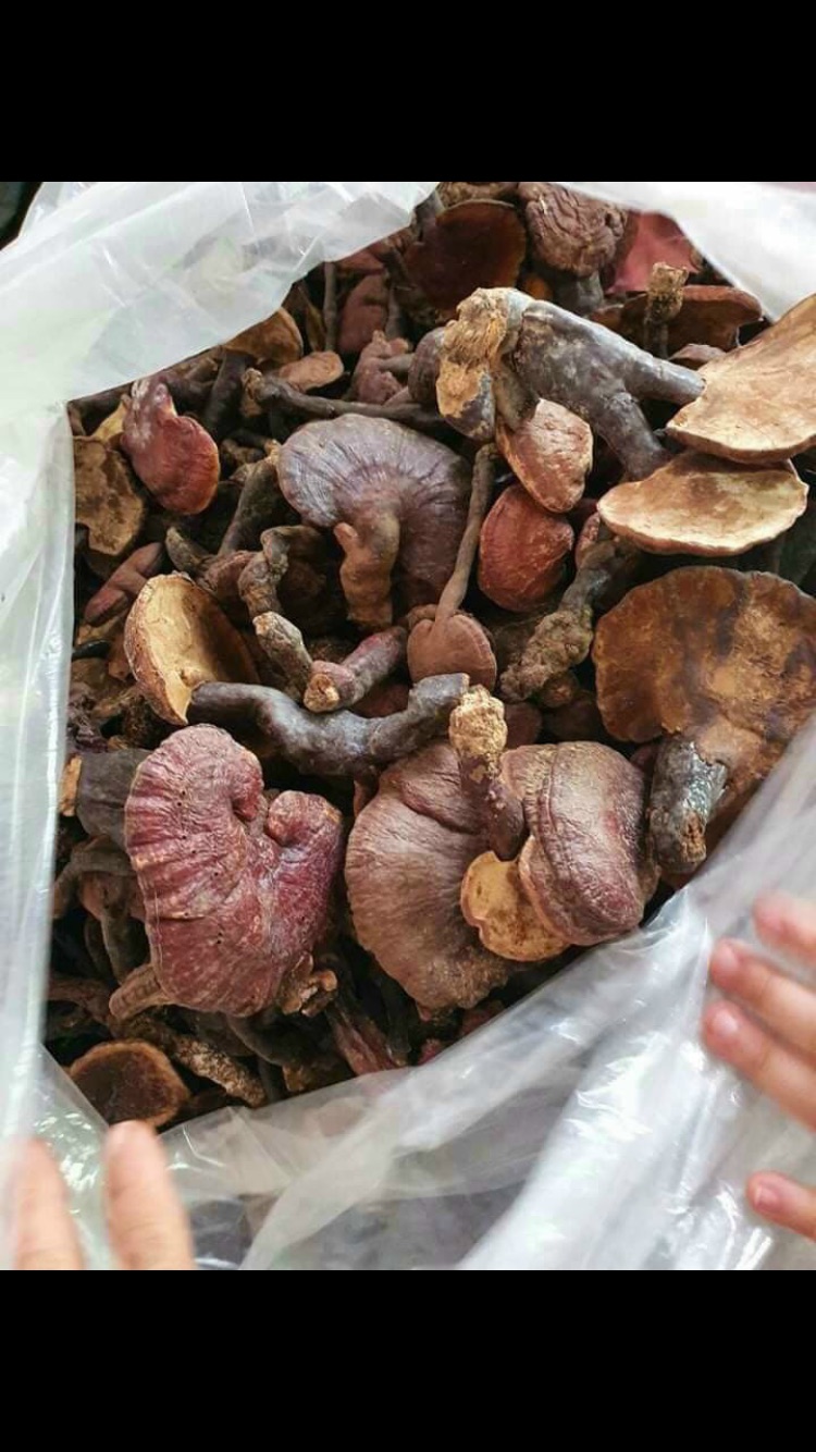 Nấm lim xanh rừng chất lượng, 500gram