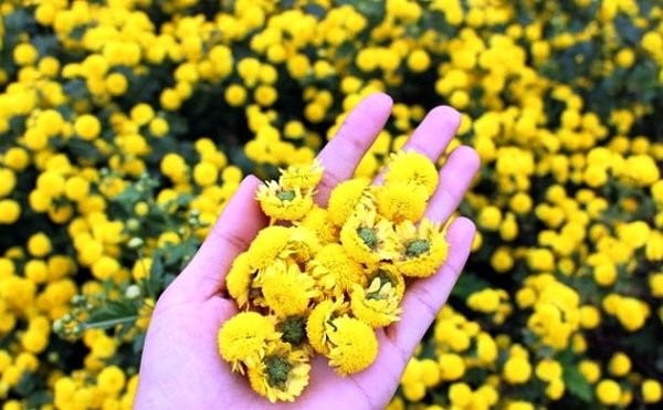 Chrysanthemum Bud Tea Zip Bag 100g