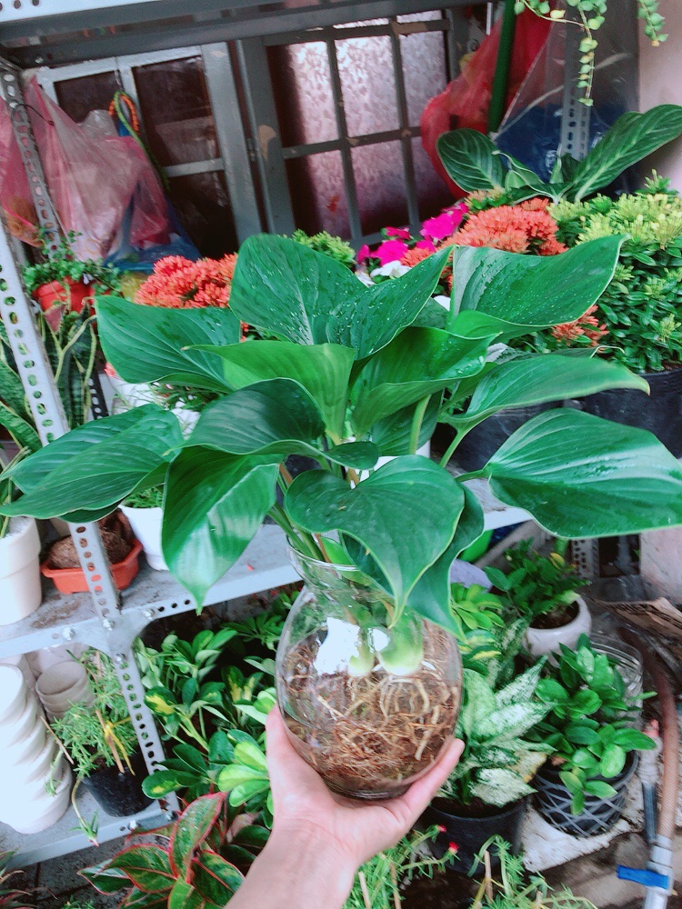 Chậu cây thanh tâm thuỷ sinh