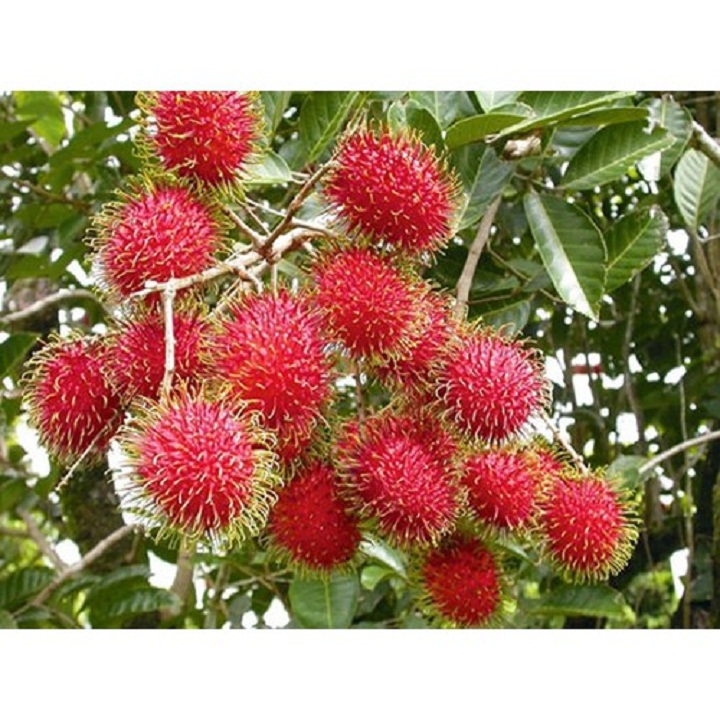 Cây giống Chôm chôm nhãn giống cây mới quả sai cho năng suất cao