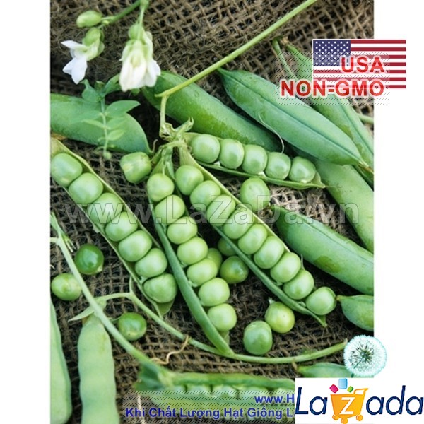 10Gr Hạt Giống Đậu Hà Lan Xanh THU HẠT (A3.402| Y1*W53*M030)