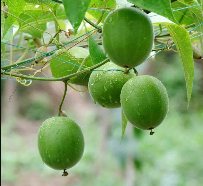 Hạt giống cây la hán quả - 1 gói 5 hạt
