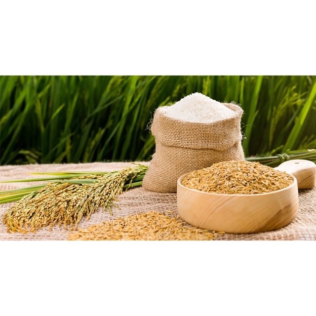 Lúa chắc hạt cho chim/gà