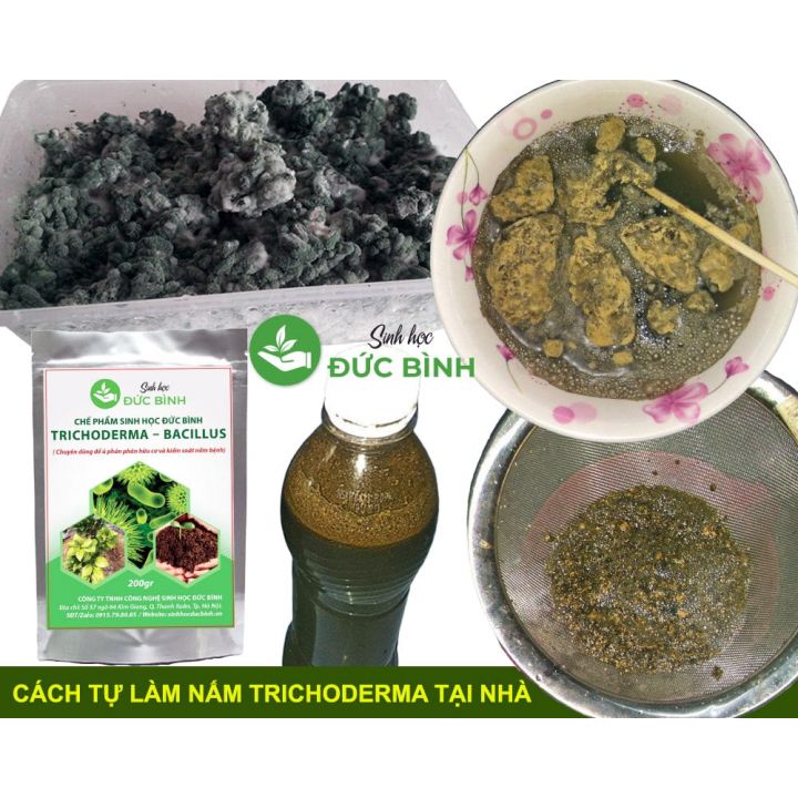 NẤM ĐỐI KHÁNG TRICHODERMA BACILLUS ( Chuyên dùng để ủ phân hữu cơ và kiểm soát nấm bệnh)