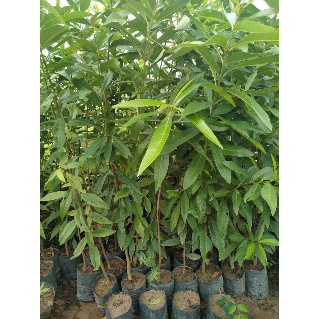 Sale 1 Cây vối nếp cao 1m khỏe, đẹp
