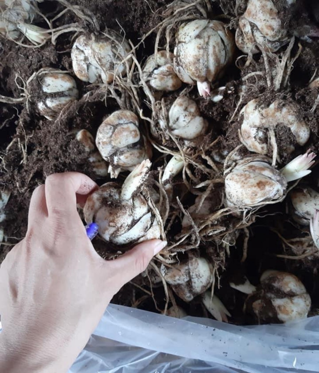 Củ Ly Kép Hoa Thơm Thân Cao Màu Hồng Phấn