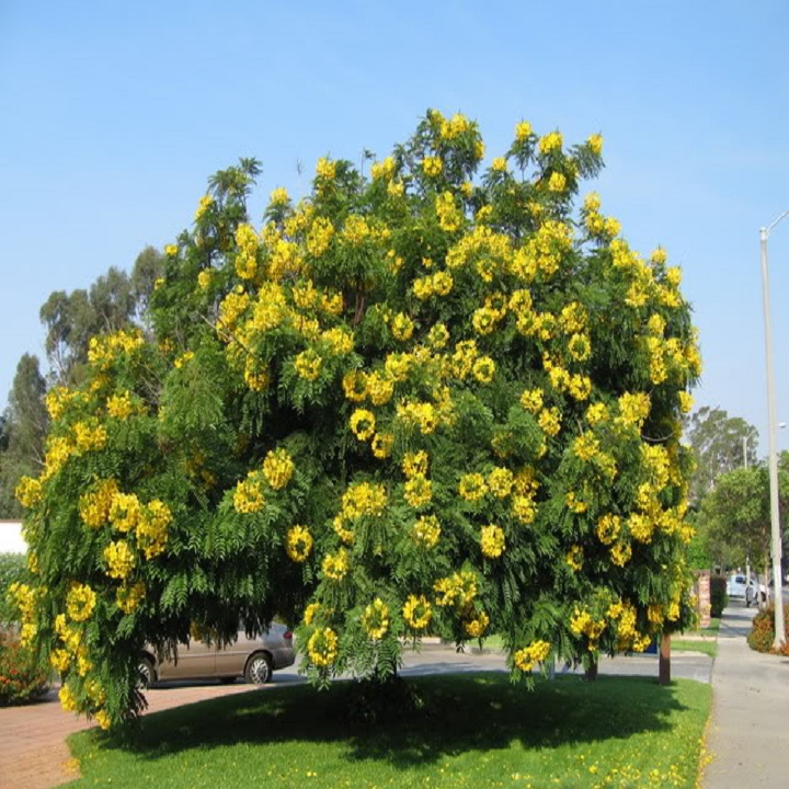CÂY GIỐNG MUỒNG LÁ LẠC (muồng hoa vàng)
