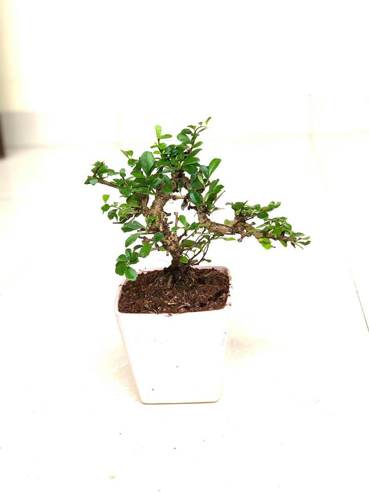 Cây duối nhật bonsai