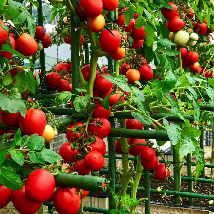 Gói 20 hạt giống cà chua trứng thái chịu nhiệt - hạt giống F1 Thái