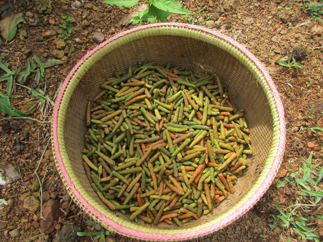 Tiêu Lốt Tươi Hữu Cơ