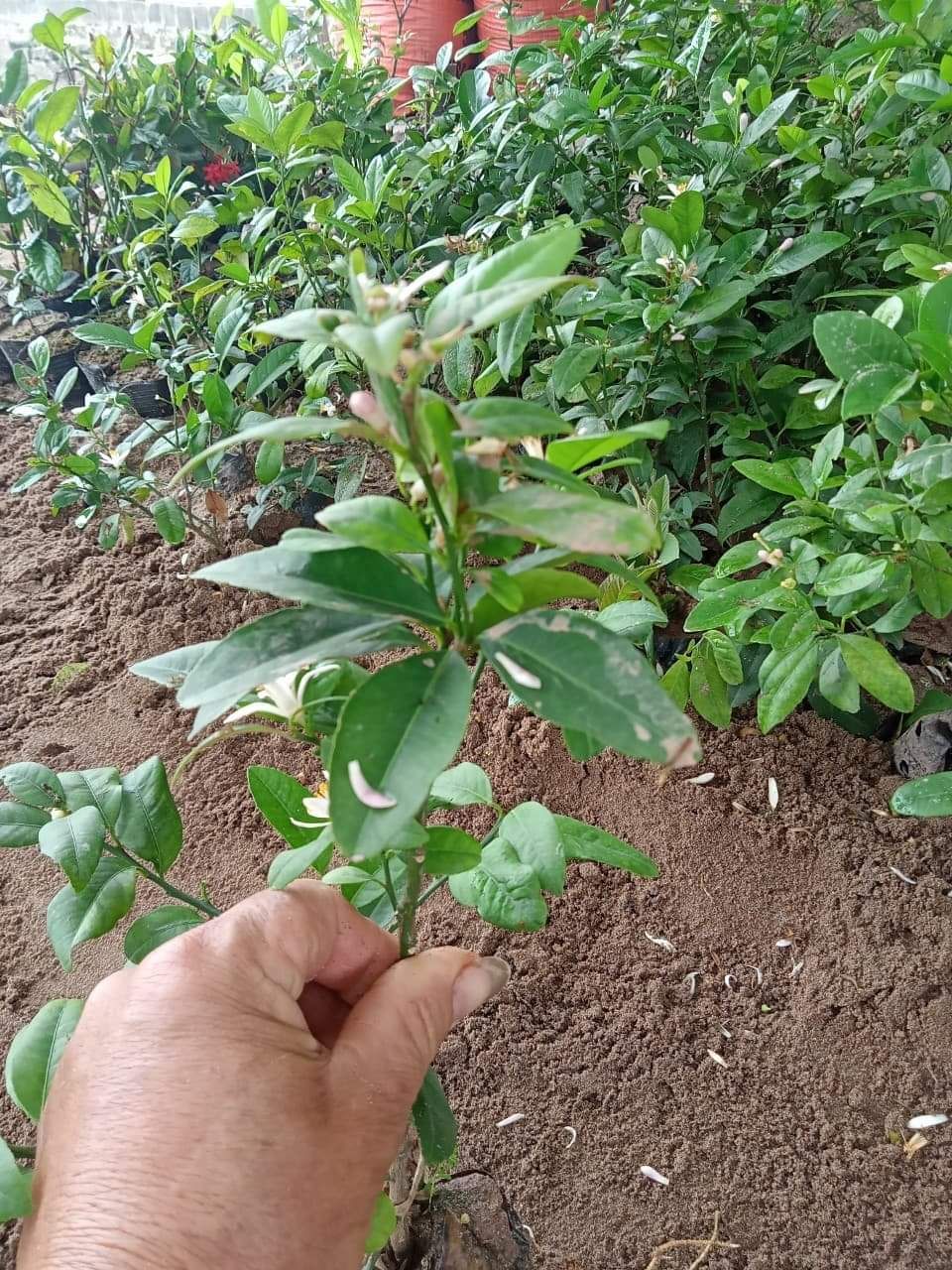 Cây chanh tứ quí
