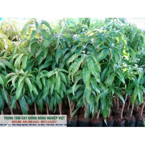 Cây Xoài Thái Lan Siêu Sớm Hạt Lép