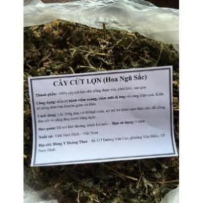 1kg cây cứt lợn khô
