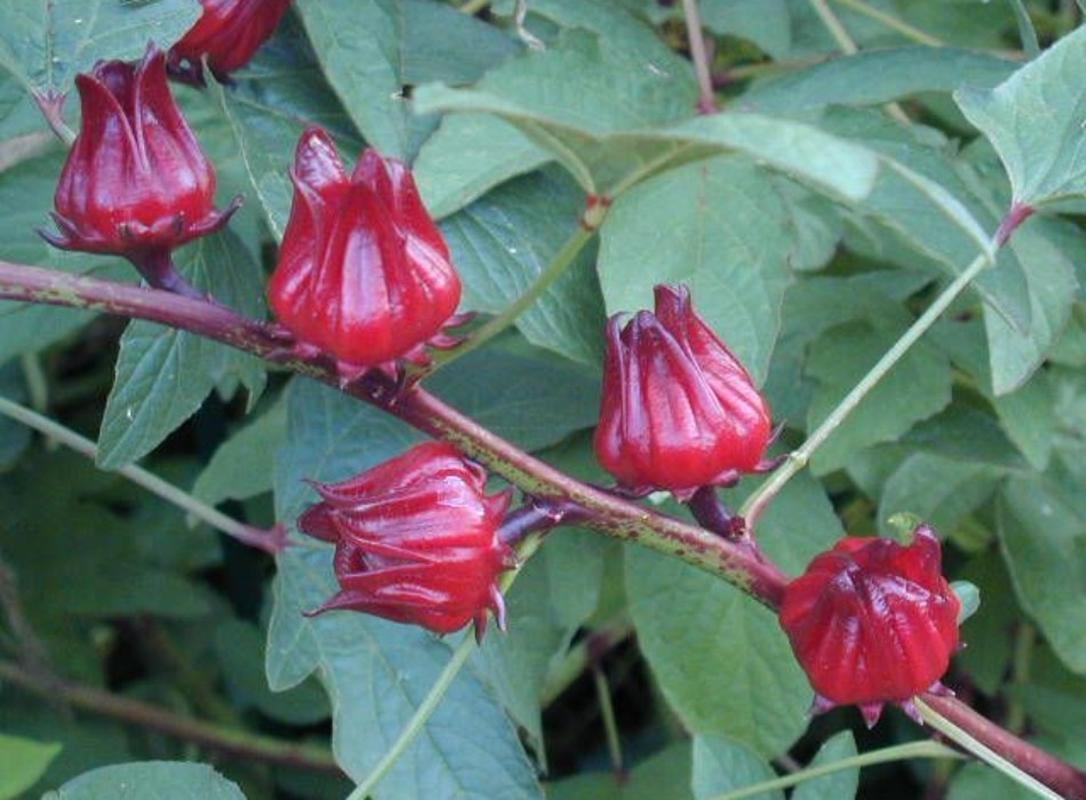 Hạt giống hoa atiso đỏ