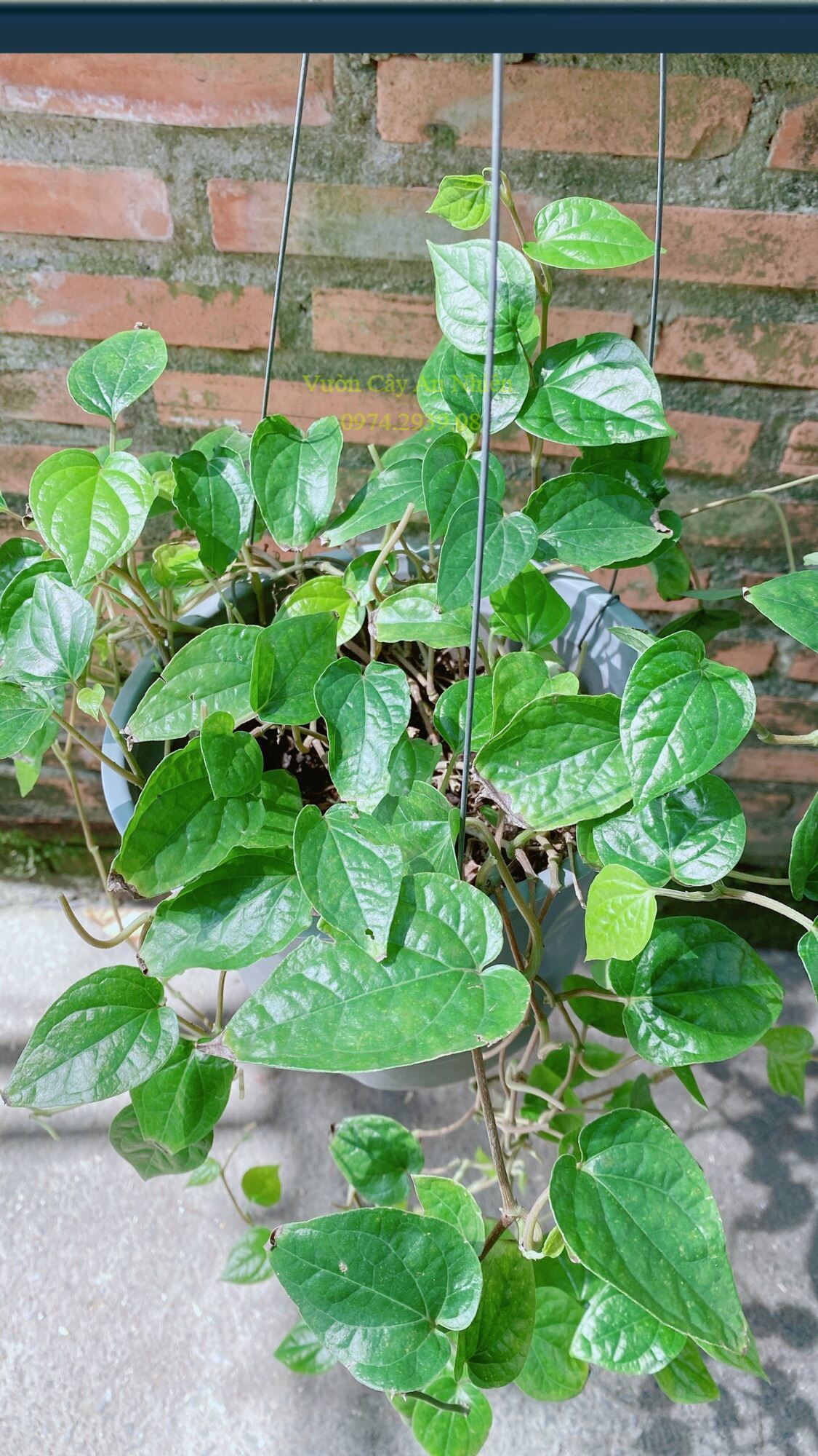 Cây Trầu Không