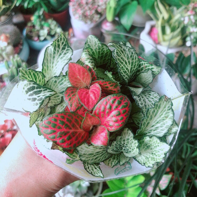 Cây Cẩm Nhung