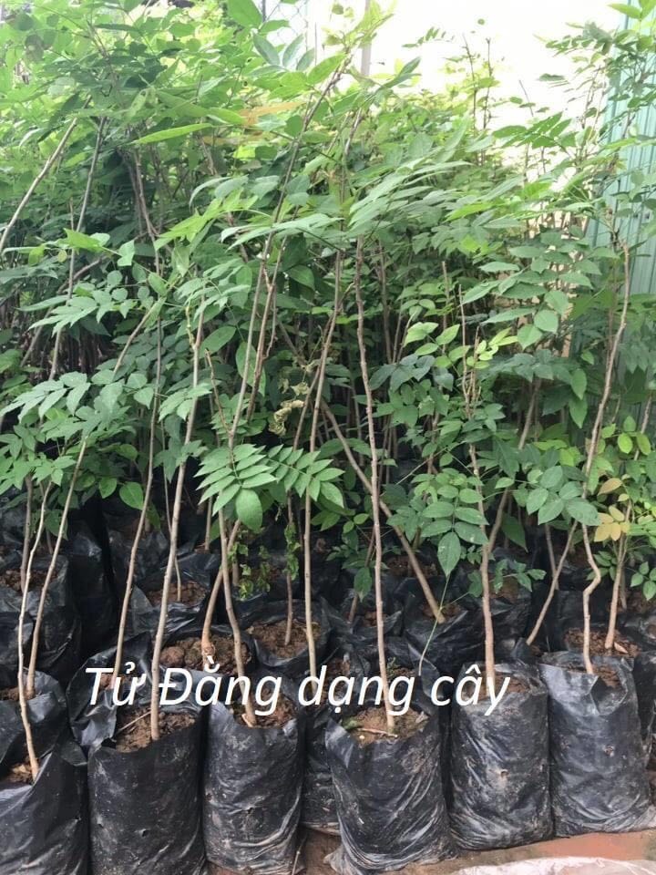 Cây tử đằng thân gỗ cao 40cm