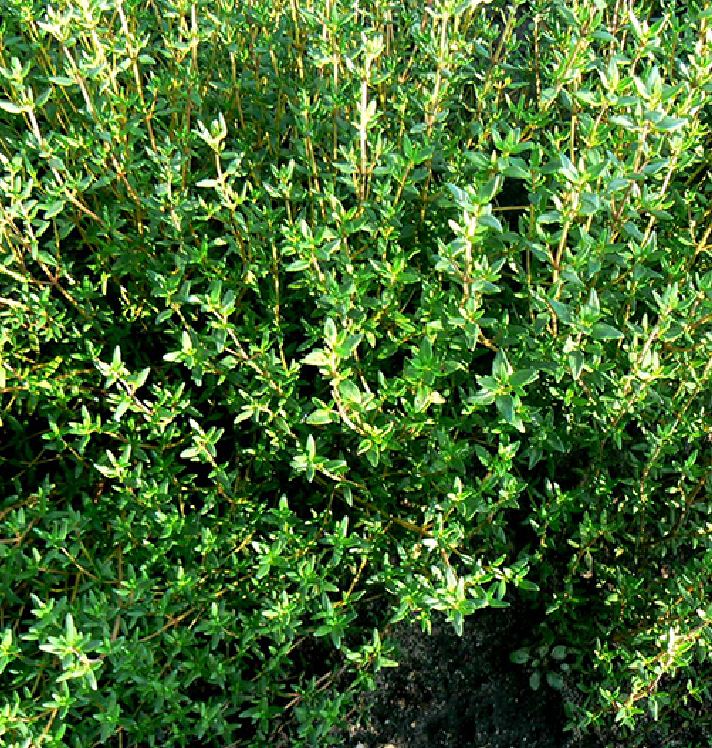 Thyme Seeds - 100 Seeds/Package