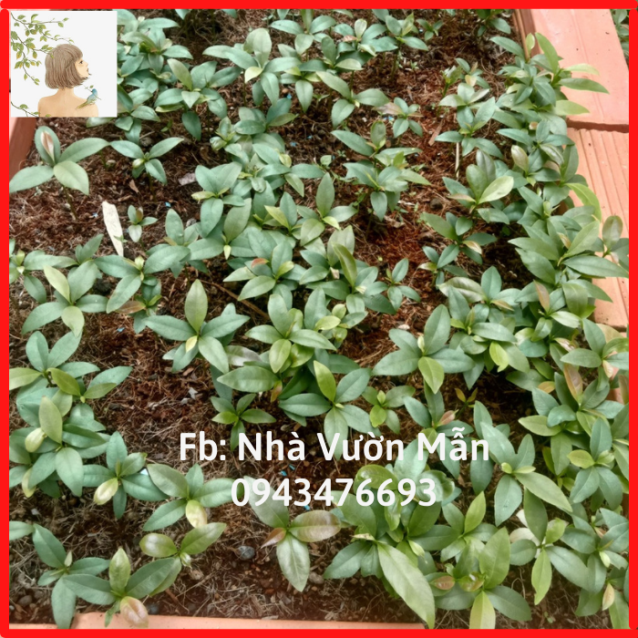 Combo 10 Cây Mai Giống Dảo Thủ Đức 8-12 Cánh