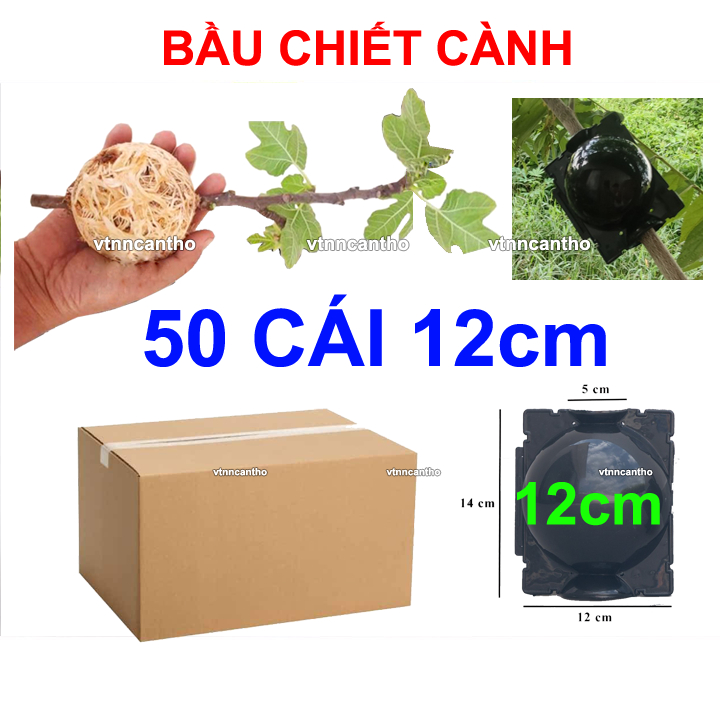 Sỉ thùng 50 cái bầu chiết cành 12cm