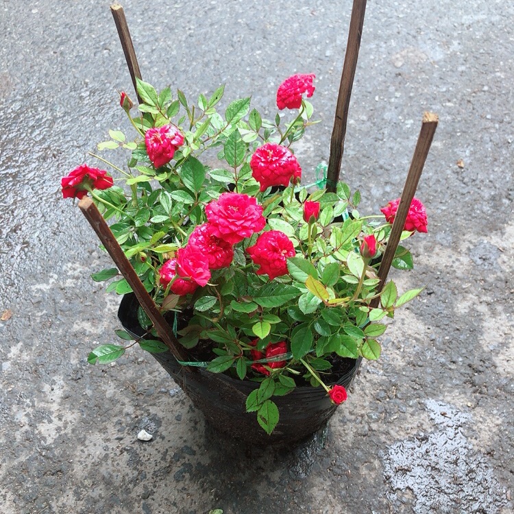 Bụi Hoa Hồng