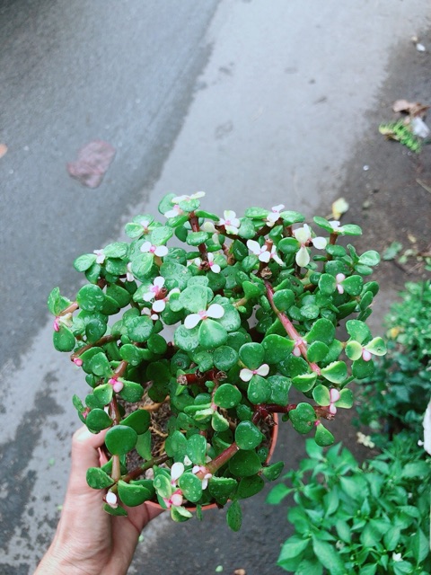 Cây Lá Ngọc Thân Cổ Thụ