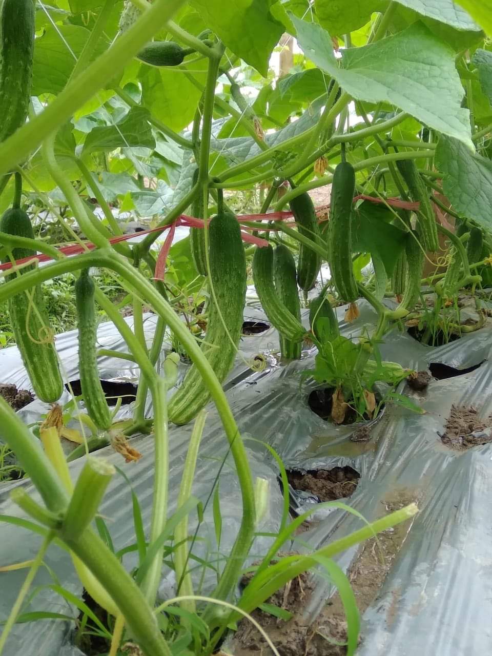 Hạt giống dưa chuột chịu nhiệt Venus 18