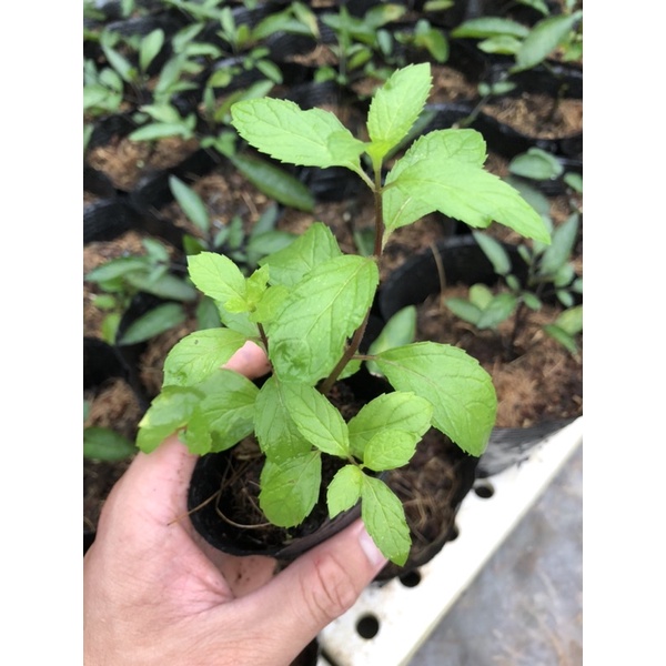 Cây Bạc Hà Peppermint - Bạc Hà Cay