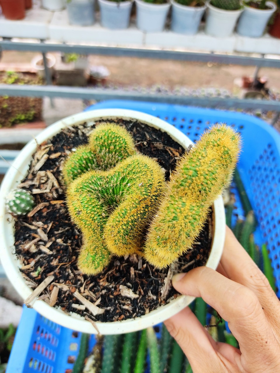 Xương rồng NGA VOI CREST (nhiều size)
