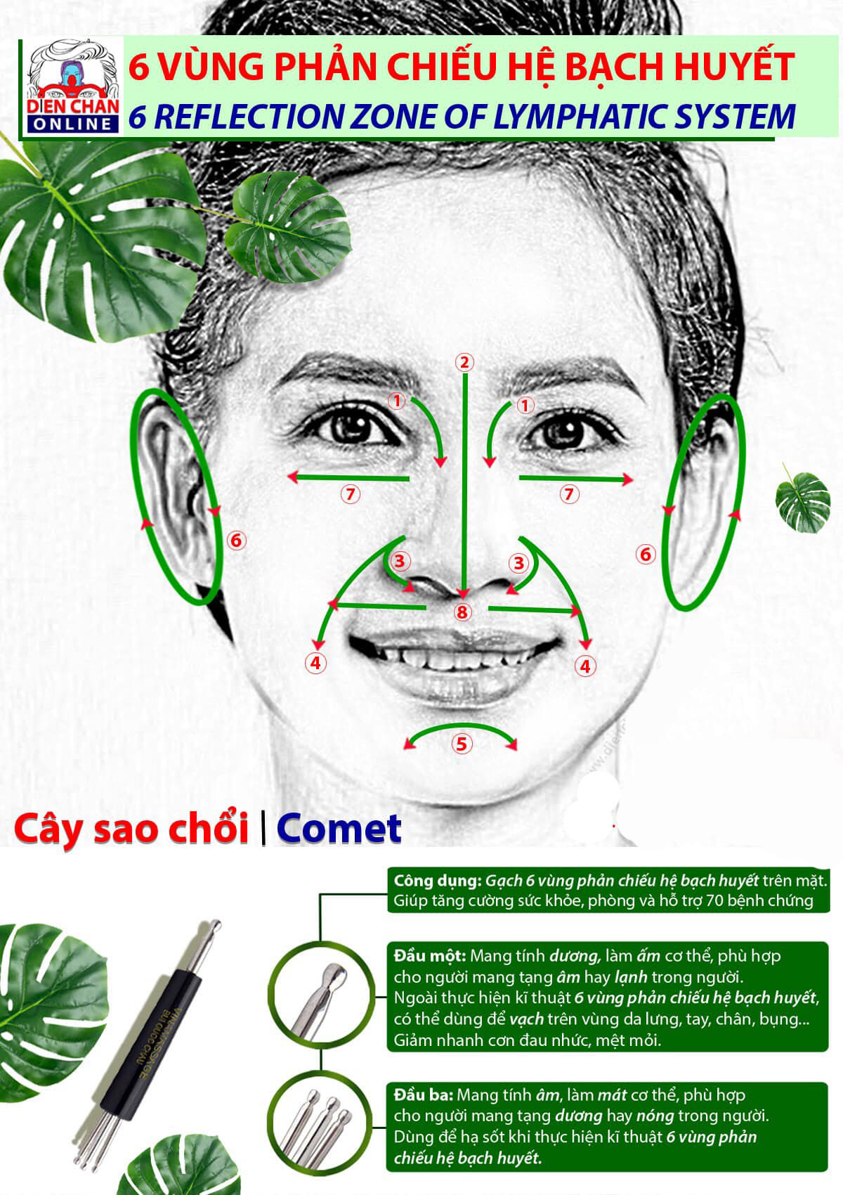 Cây Sao Chổi Diện Chẩn