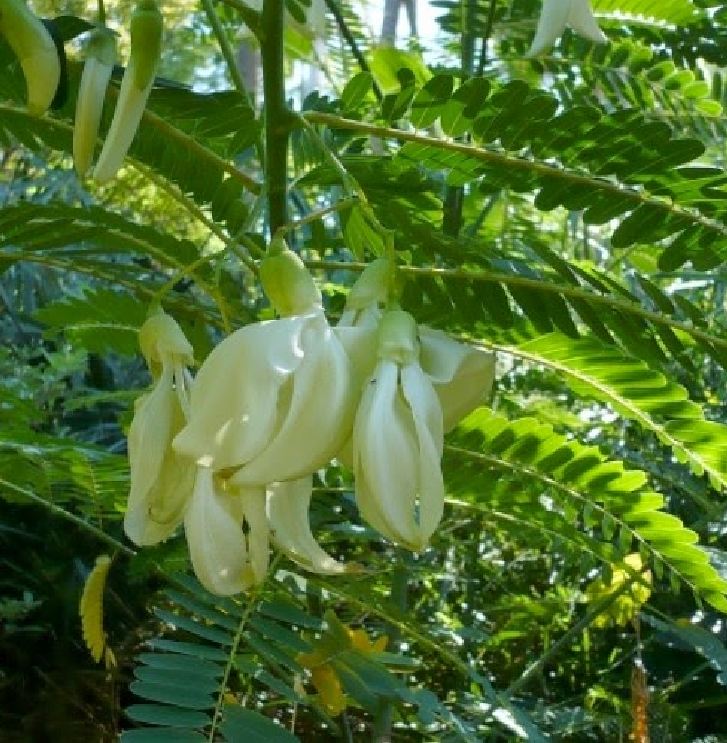 "Gói 50 "Hạt Giống Cây  Bông So Đũa [Seeds]