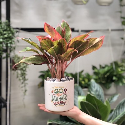 Cây Phú Quý mini để bàn hợp phong thủy dễ chăm sóc