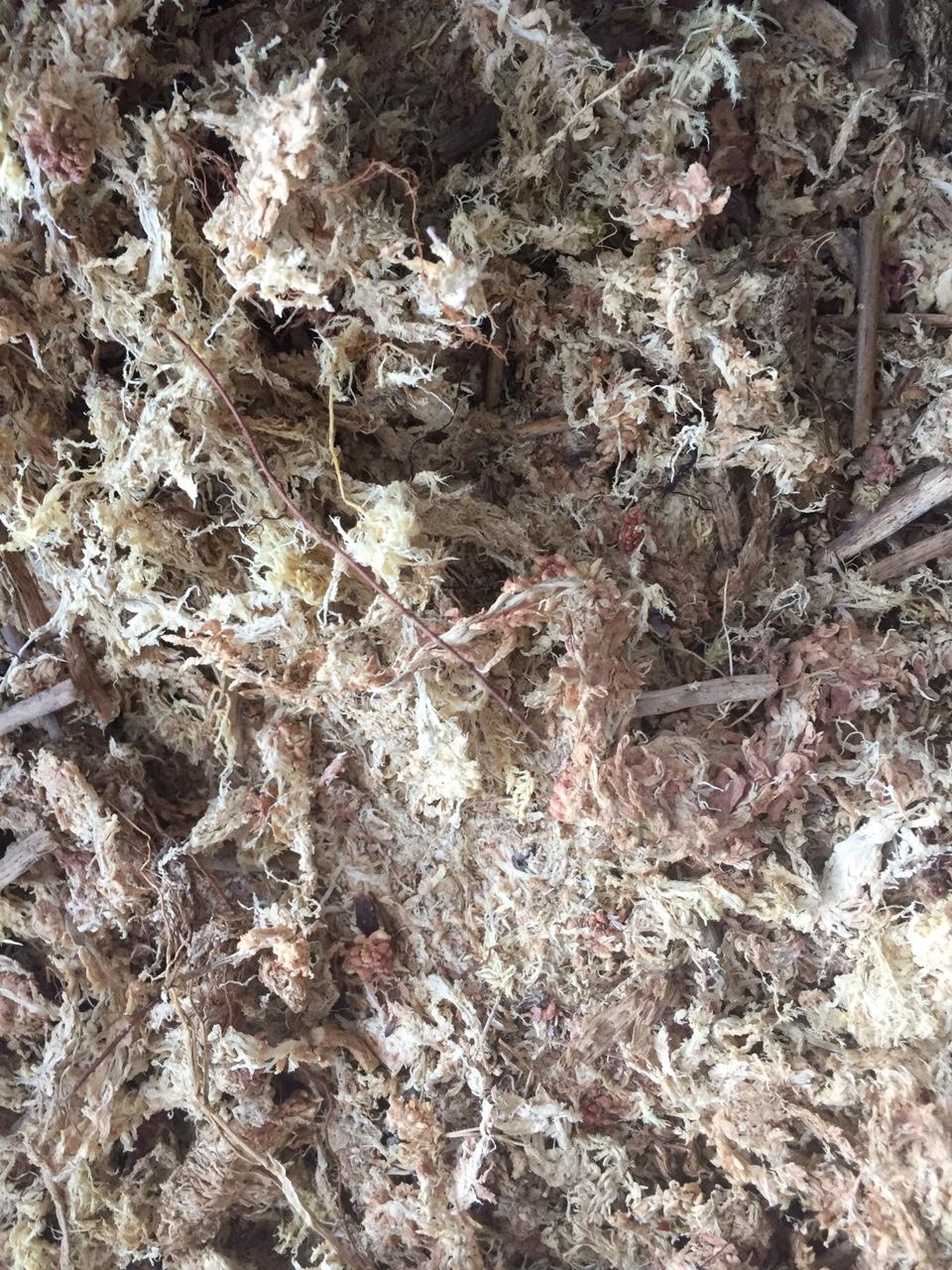 Dớn Chile-1kg