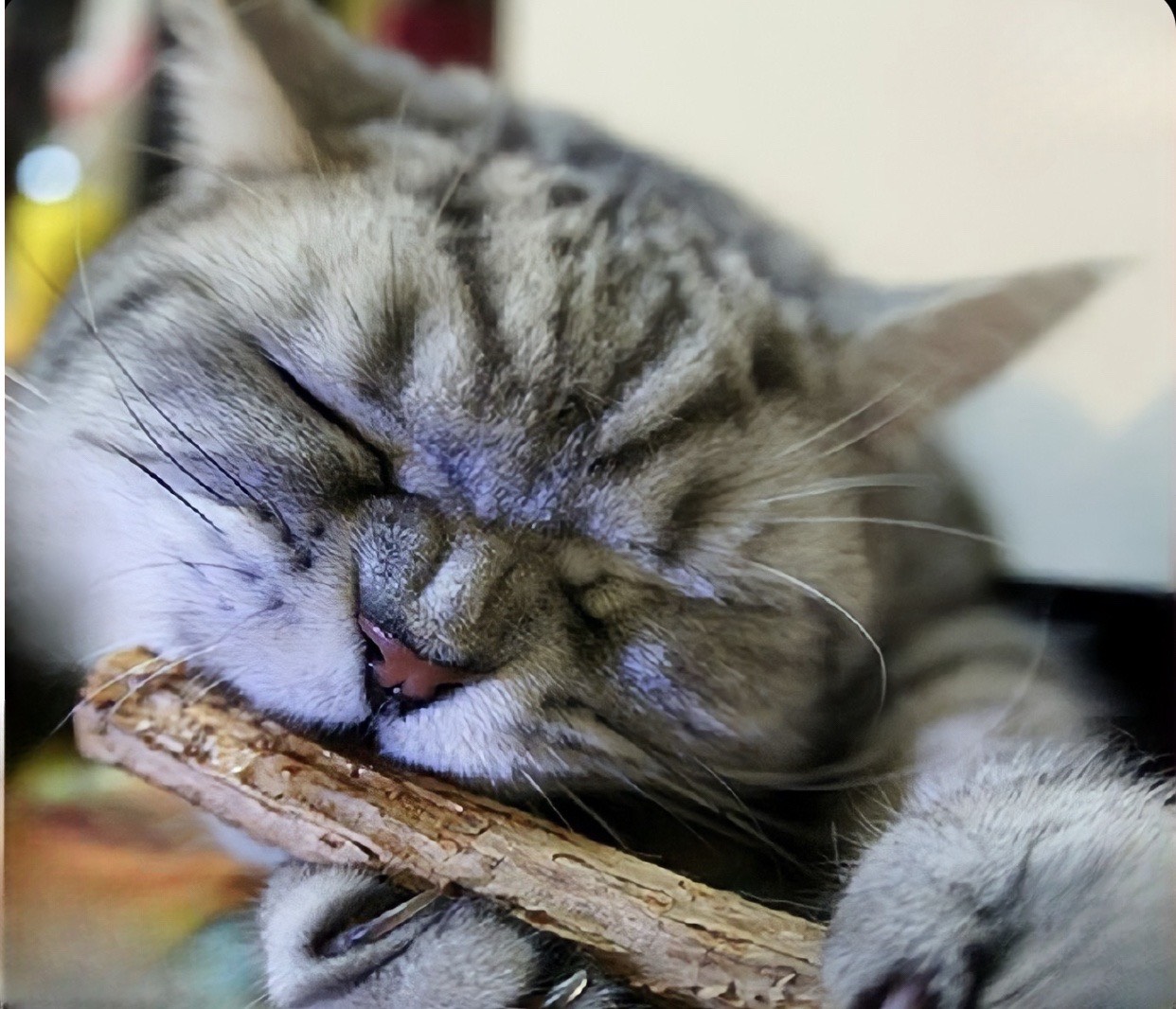 QUE CATNIP CHO MÈO GẶM SẠCH RĂNG XÃ STRESS