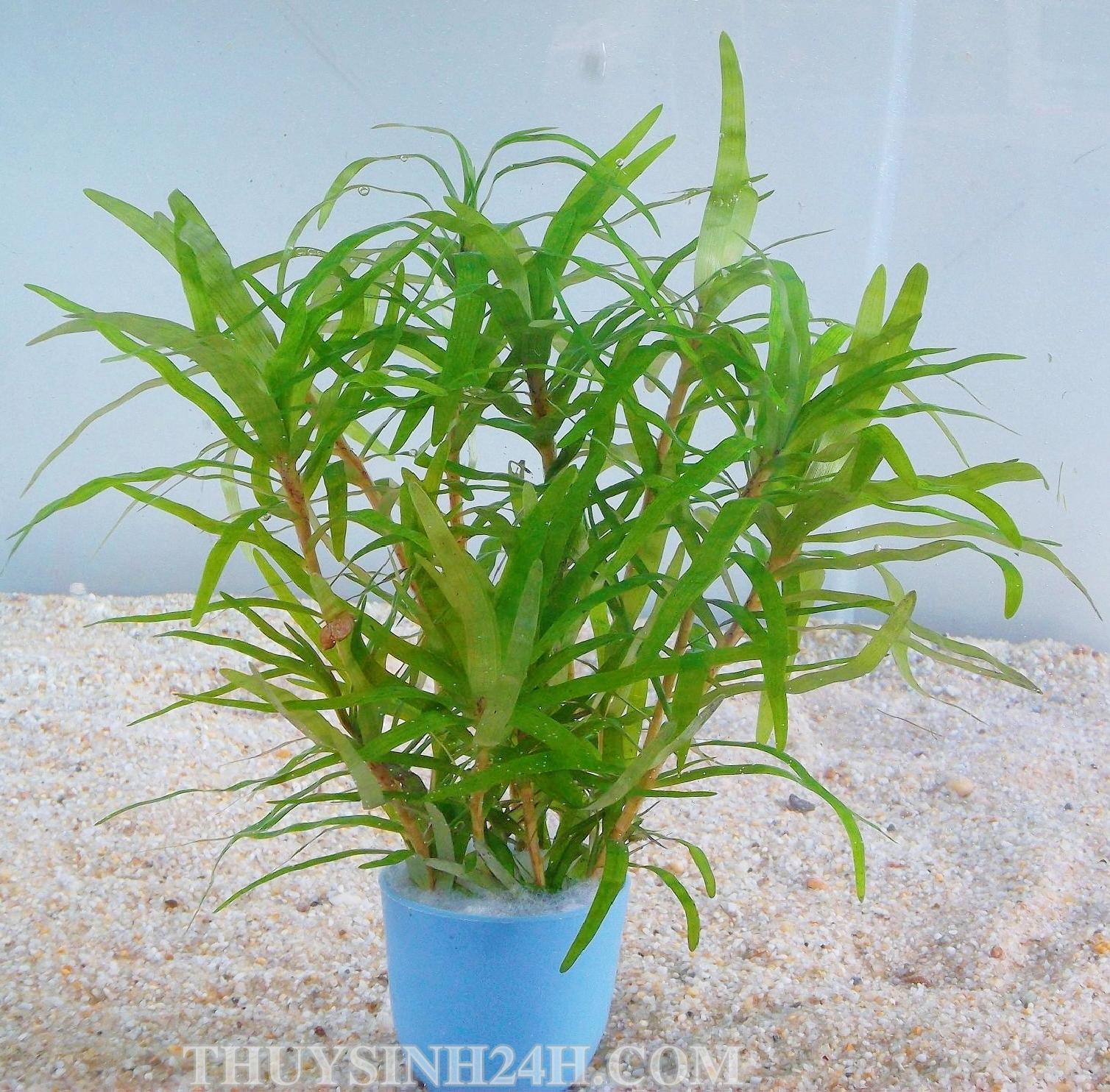 Tiểu trúc diệp. thuỷ sinh (15 nhánh)