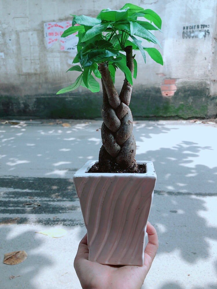 [HCM]Chậu Kim Ngân Thắt Bính 3 Thân