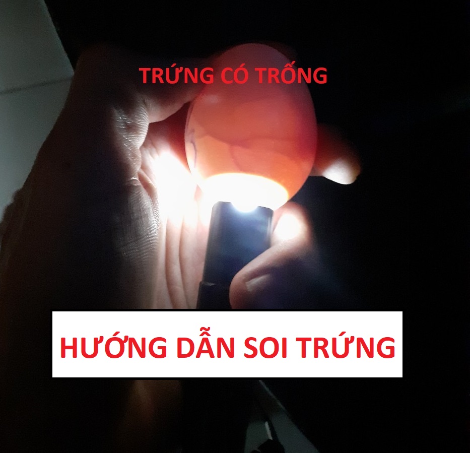 Đèn pin soi trứng siêu rõ