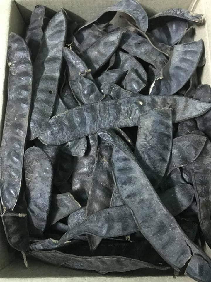 trái bồ kết 500g ( bồ kết trái/ bồ kết khô)
