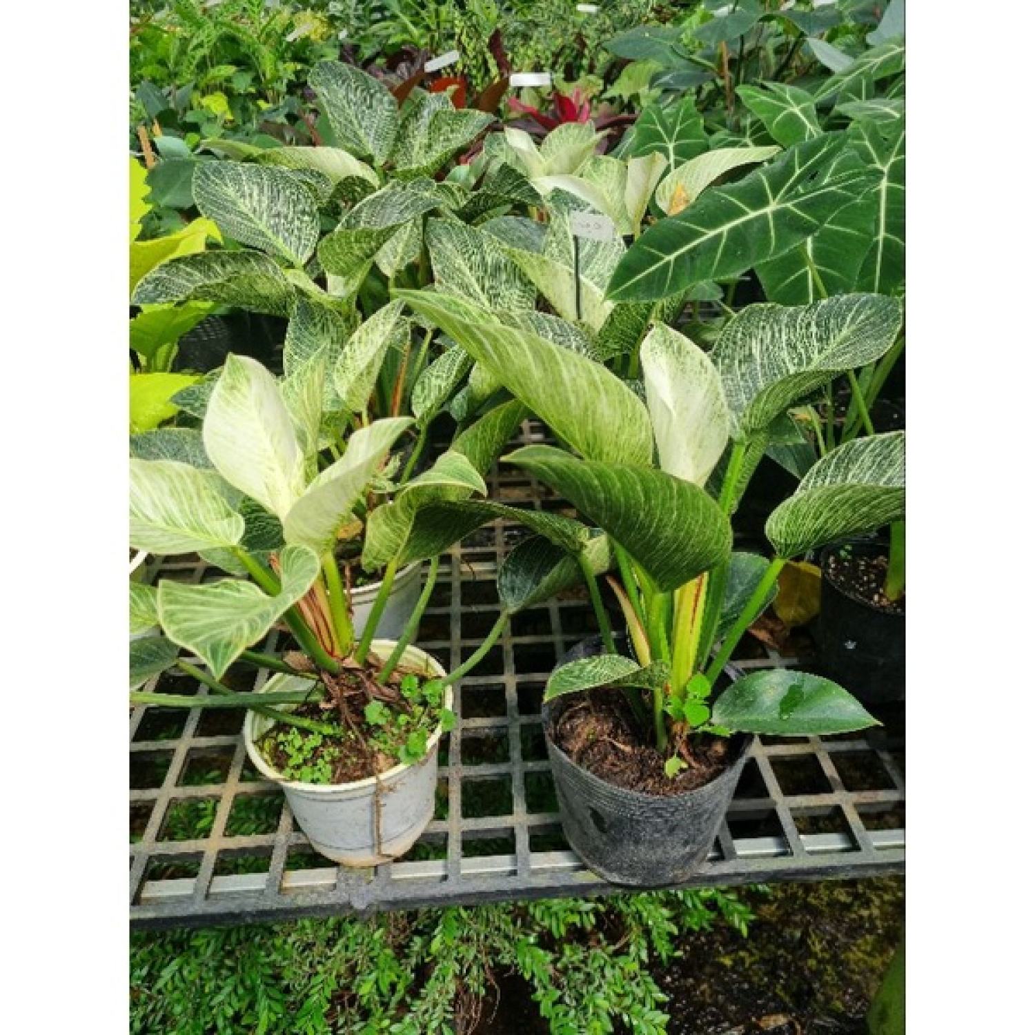 Trầu bà đế vương kim cương - Philodendron Birkin