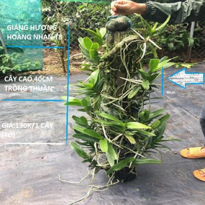 [FREESHIP - Xả Khô Máu] Hoa lan giáng hương hoàng nhạn tháng 8( cây to)