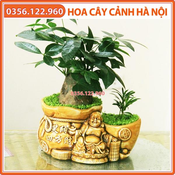 Cây kim ngân để bàn, không kèm chậu