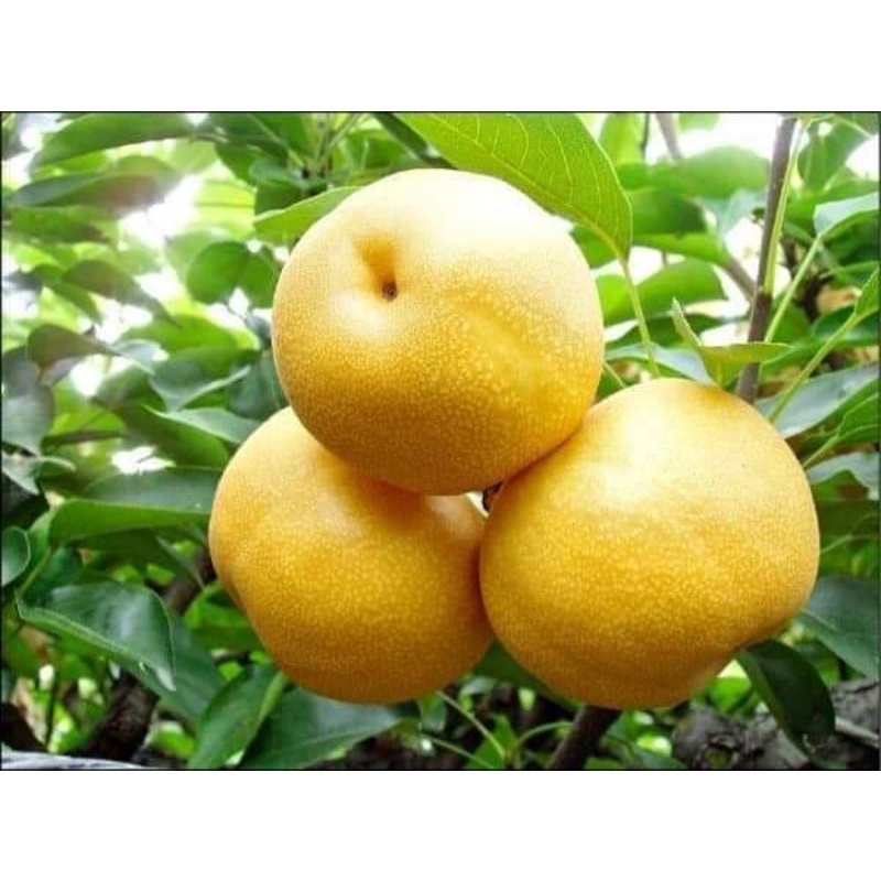 CÂY GIỐNG LÊ VÀNG TỨ QUÝ (SIÊU SỚM)